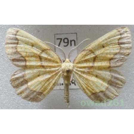 Epione vespertaria (Linnaeus, 1767) Czech79n
